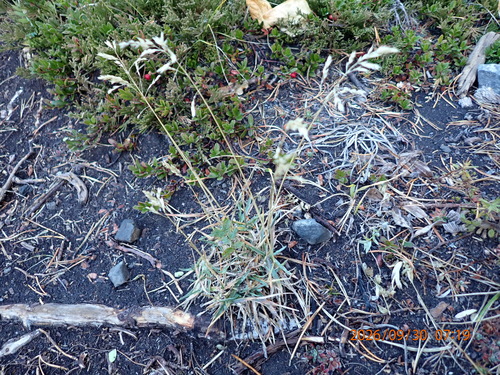 Poa alpina observed 2026-09-30
