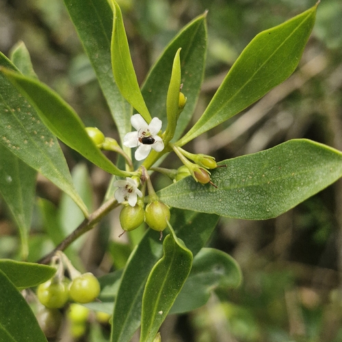Myoporum boninense observed 2026-10-01