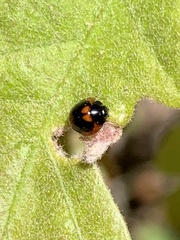 Exochomus marginipennis