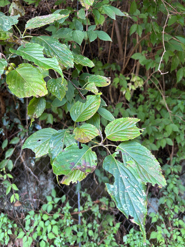 Stachyurus praecox observed 2026-10-01