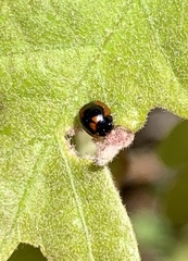 Exochomus marginipennis