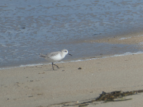 Sanderling