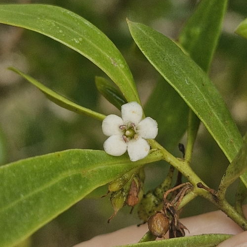 Myoporum boninense observed 2026-10-01