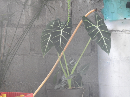 Alocasia micholitziana