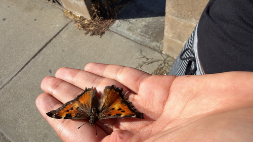 California Tortoiseshell