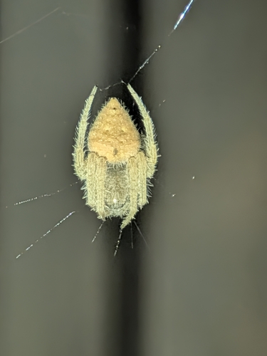 Eriophora edax