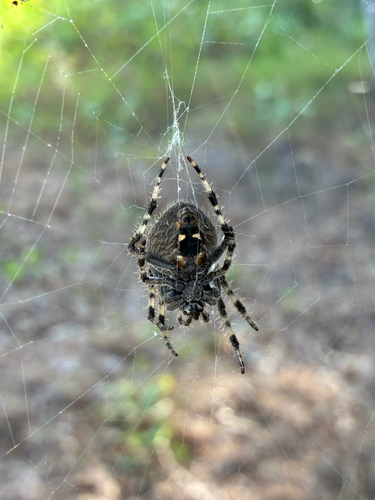 Gem-shaped Orbweaver