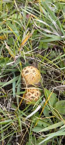 Shaggy Mane