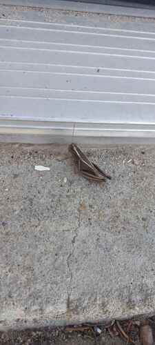 Two-striped Grasshopper