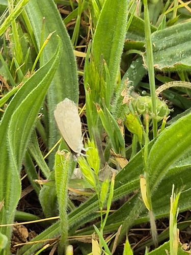 Lesser Grass Blue