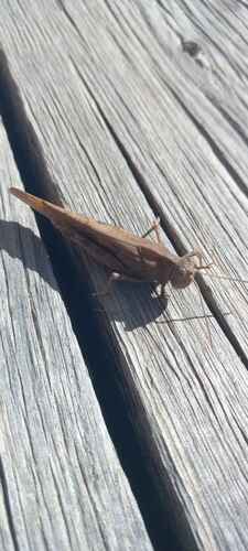 Carolina Grasshopper