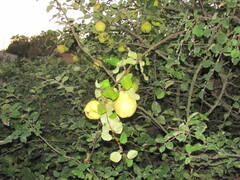 Cydonia oblonga