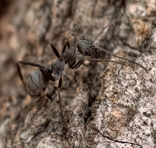 Japanese Wood Ant