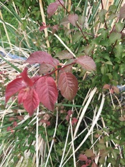 Prunus