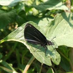 Pholisora mejicanus