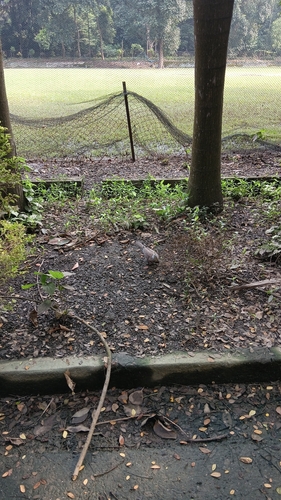 Spotted Dove