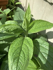 Hackelia virginiana