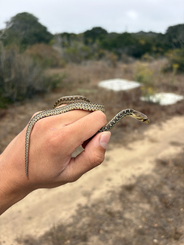 Pacific Gopher Snake