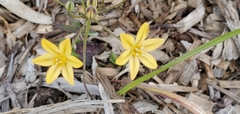 Triteleia ixioides ixioides