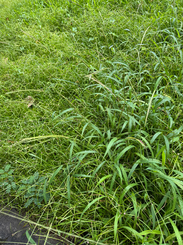 Digitaria setigera observed 2026-09-30