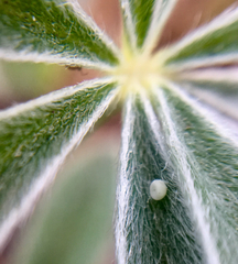 Icaricia icarioides missionensis