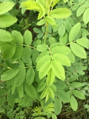 Magnoliopsida
