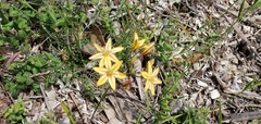 Triteleia ixioides ixioides