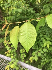 Magnoliopsida