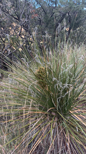 Foothill Beargrass