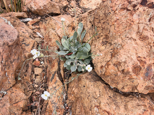 white bladderpod
