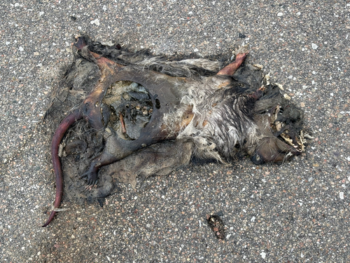 Virginia Opossum