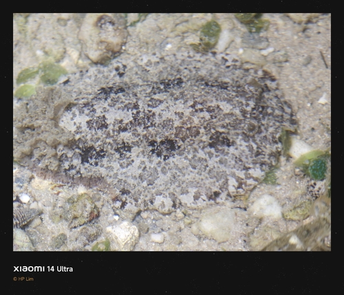 Discodoris fragilis observed 2026-09-30
