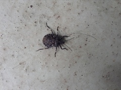 Brochymena affinis
