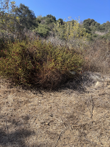 California Buckwheat
