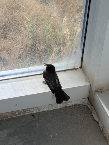 Black Phoebe