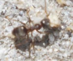 Lasius