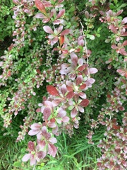 Magnoliopsida