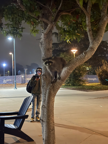 Common Raccoon
