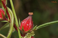 Hibiscus subdariffa