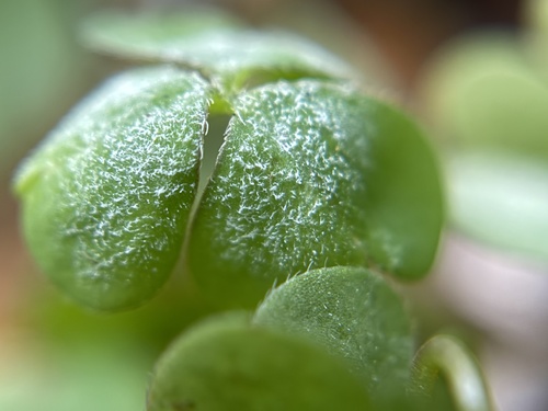 Oidium observed 2026-09-22