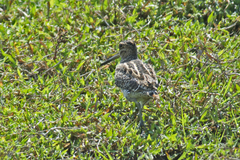 Gallinago