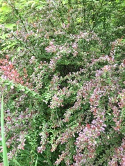 Magnoliopsida