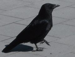 Corvus corone