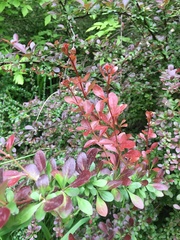 Magnoliopsida