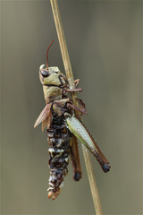 Entomophaga grylli