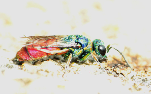 Chrysis ruddii