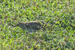 Gallinago