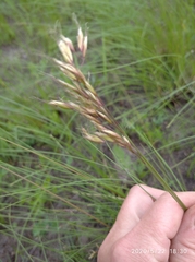 Helictotrichon desertorum