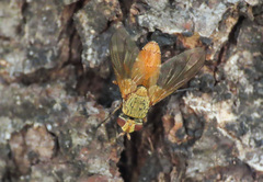 Leskia aurea