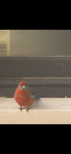 Crimson Rosella